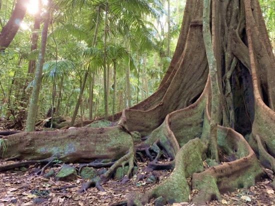 タンボリンマウンテン ホップオン ホップオフ バスツアー　乗り降り自由な快適バス旅でスカイウォークやワイナリー、植物園などを満喫！＜ブリスベン発＞