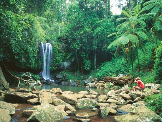 タンボリンマウンテン ホップオン ホップオフ バスツアー　乗り降り自由な快適バス旅でスカイウォークやワイナリー、植物園などを満喫！＜ブリスベン発＞