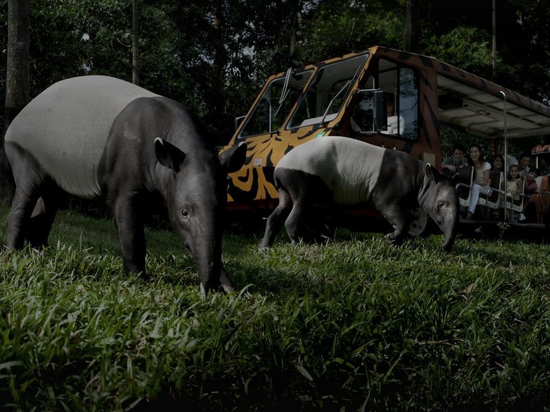 ナイトサファリ1