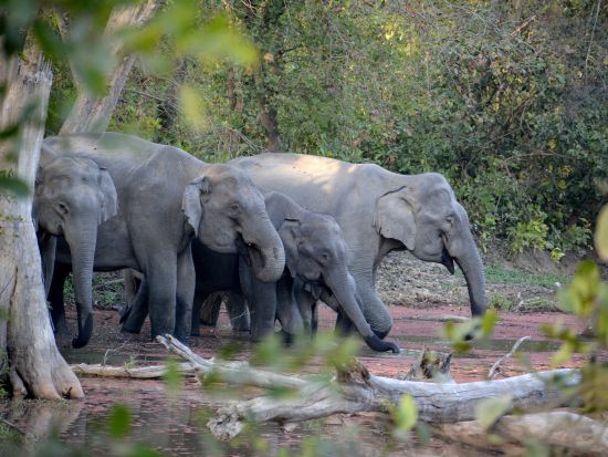 【貸切チャーター】デリー発ジム・コーベット 2日間！日本語アシスタント選択可＜専用車／英語ドライバー／高速代＆駐車場代込／ホテル送迎＞ *車1台あたり料金