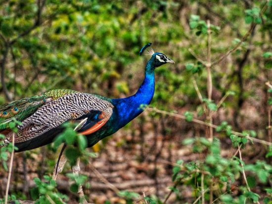 【貸切チャーター】デリー発ジム・コーベット 2日間！日本語アシスタント選択可＜専用車／英語ドライバー／高速代＆駐車場代込／ホテル送迎＞ *車1台あたり料金