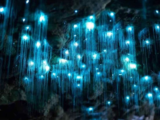 土ボタル観賞＆タンボリンマウンテン日帰りバスツアー　ワイナリーやギャラリーウォークなども満喫！＜英語ガイド／ブリスベン発＞