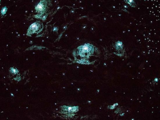 土ボタル観賞＆タンボリンマウンテン日帰りバスツアー　ワイナリーやギャラリーウォークなども満喫！＜英語ガイド／ブリスベン発＞