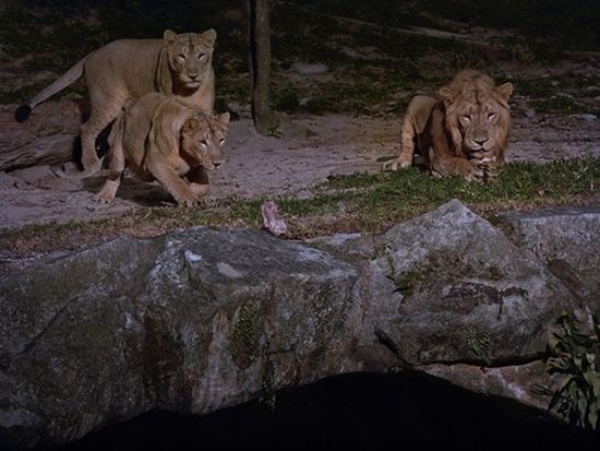 200013215_base_172670750975012