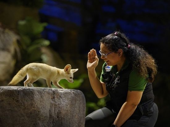 【2026年5月3日・限定】ナイトサファリ「イブニング・イン・ザ・ワイルド」ツアー ＜40名限定／豪華4コースディナー付き／日本語ガイド／往復送迎＞by JTB