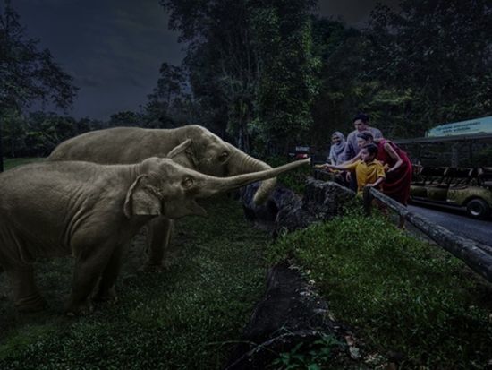 【2026年5月3日・限定】ナイトサファリ「イブニング・イン・ザ・ワイルド」ツアー ＜40名限定／豪華4コースディナー付き／日本語ガイド／往復送迎＞by JTB