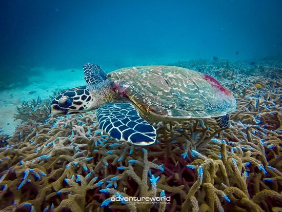 Underwater-with-Siam-Adventure-World-16-768x576 (1)