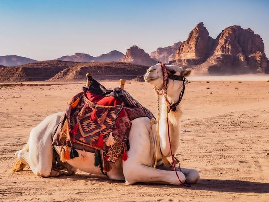 Jordan_Wadi rum_shutterstock_2052342203