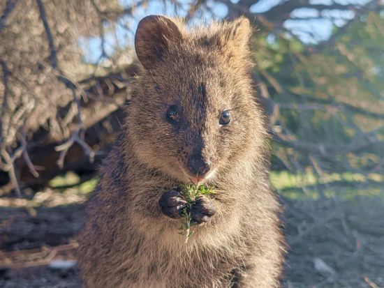 ロットネスト島1日ツアー　「世界一幸せな動物」クオッカと自然あふれる島を満喫！バスツアーなどが付いた日本語ガイドプランやフリープランから選べる◎＜パース発＞