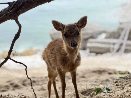貸切観光タクシー 宮島・厳島神社日帰りツアー 島内は小回りが利く小型モビリティでご案内＜5時間／1-3名／広島市内発着＞by カープタクシー