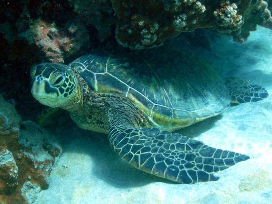 shutterstock_24968635