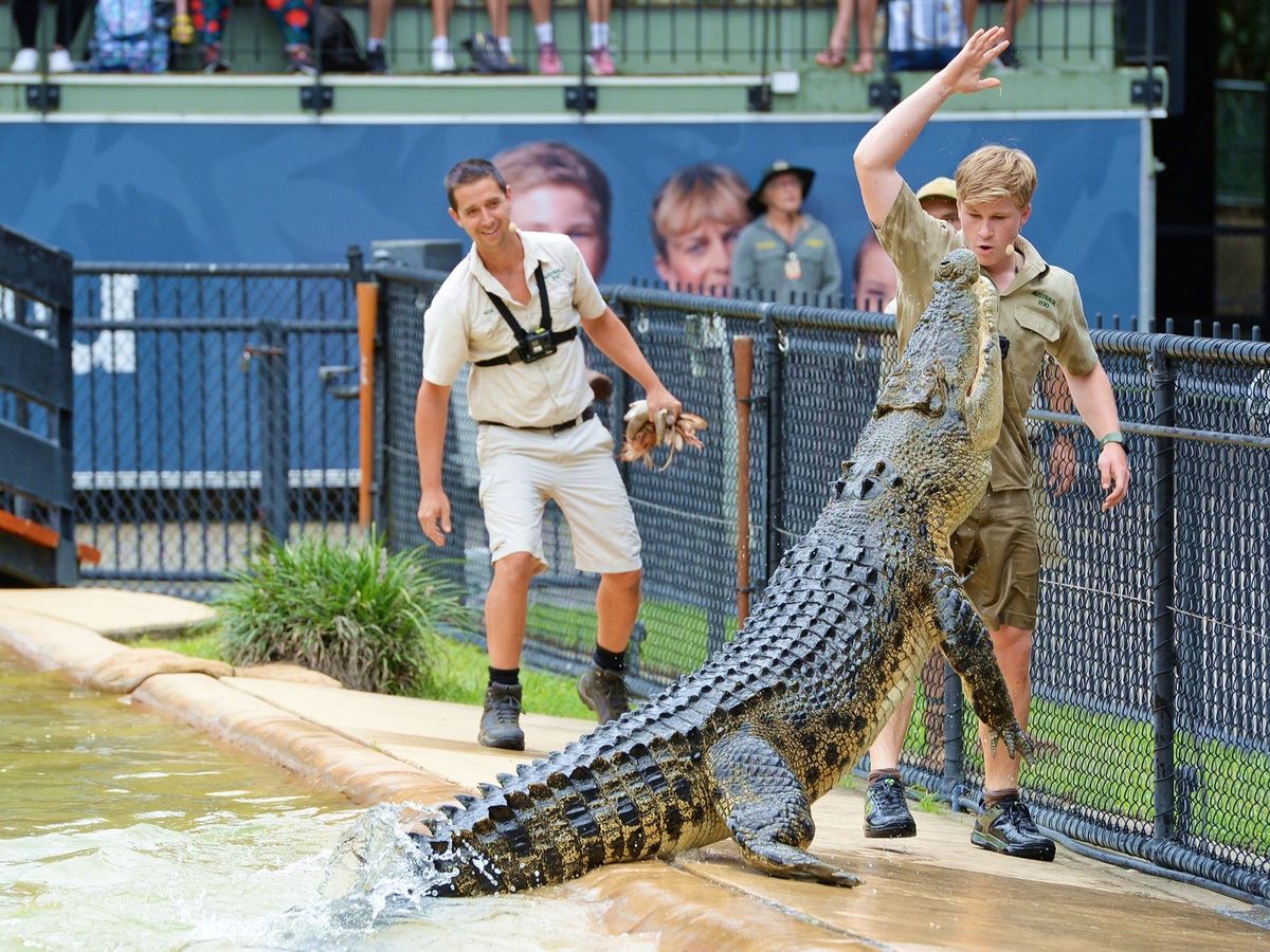 オーストラリア動物園（Australia Zoo）入場ツアー スリル満点の