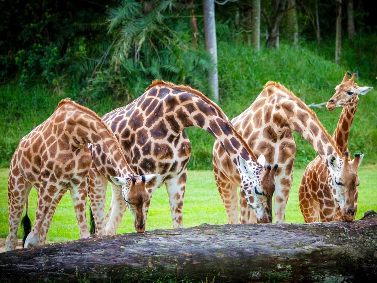 オーストラリア動物園（Australia Zoo）入場ツアー スリル満点の