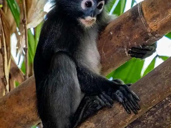 Dusky-leaf-monkey-on-The-way-of-Khao-Sok-National-Park