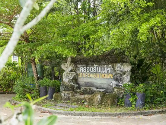 Little-amazon-takuapa