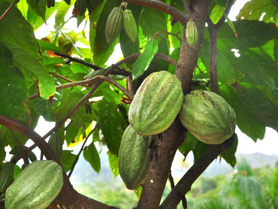 本場ベルギーのチョコレート三昧ウォーキングツアー！チョコ10種試食&手作り体験＜ブリュッセル発＞