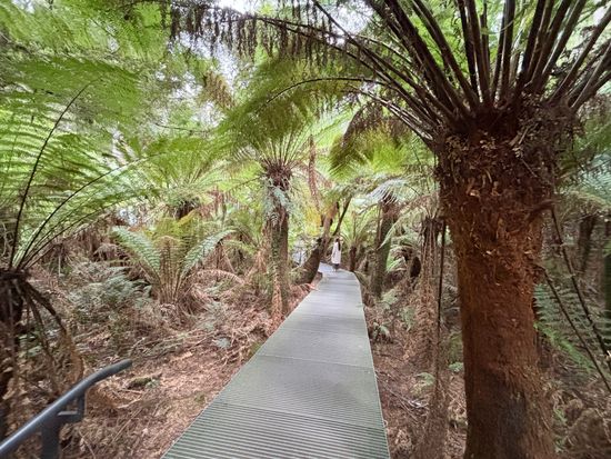 メイツレインフォレスト温帯雨林1