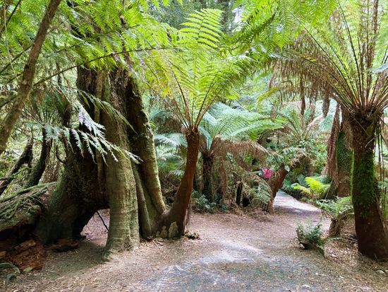 メイツレインフォレスト温帯雨林3