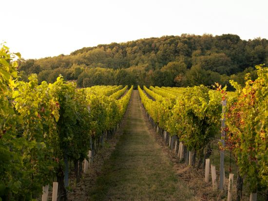 [ロンドン発着/完全プライベート]ワインの旅！イングランド南東部ワイナリー巡り＜専用車/日本人アシスタント/ホテル送迎（空港可能）＞by とらベアトラベル