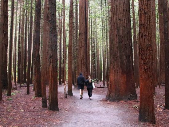 【洞窟の天の川×大地の神秘】ロトルアで土ボタル、国鳥キウイ、間欠泉を巡るNZ自然満喫ツアー＜日本語ガイド／オークランド発＞