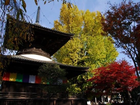 鑁阿寺の大イチョウと紅葉（画像提供：一般社団法人足利市観光協会）