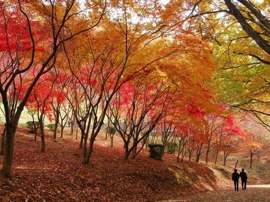 織姫公園のもみじ谷（画像提供：一般社団法人足利市観光協会）