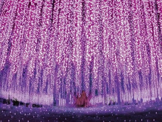 あしかがフラワーパーク（画像提供：一般社団法人 足利市観光協会）