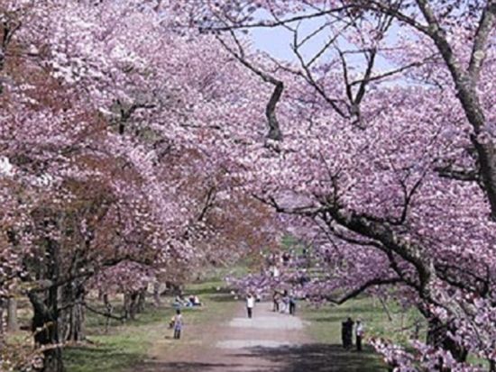 札幌発日帰りバスツアー　静内二十間道路桜並木　圧巻の桜トンネルを90分満喫！＜札幌発着＞ by クラブツーリズム