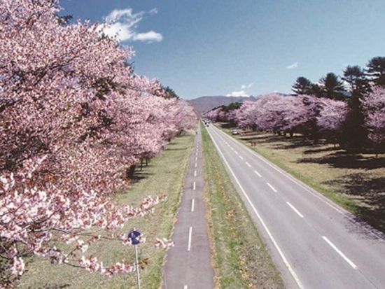 札幌発日帰りバスツアー　静内二十間道路桜並木　圧巻の桜トンネルを90分満喫！＜札幌発着＞ by クラブツーリズム