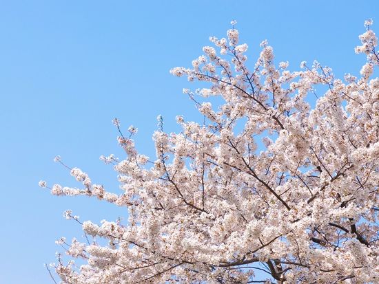 Japan_Generic Photos_Cherry blossoms_shutterstock_1367766230