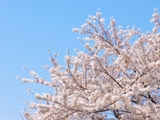 札幌発日帰りバスツアー　静内二十間道路桜並木　圧巻の桜トンネルを90分満喫！＜札幌発着＞ by クラブツーリズム