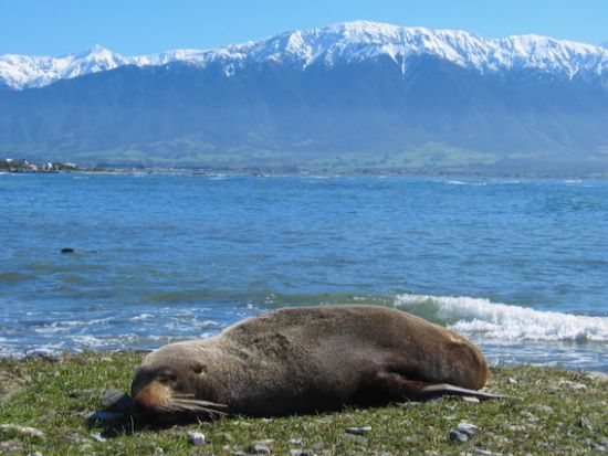 クライストチャーチからのカイコウラ日帰り旅行