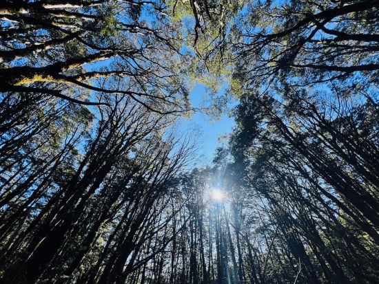 トランツアルパイン鉄道＆癒しの森林ネイチャーウォーク