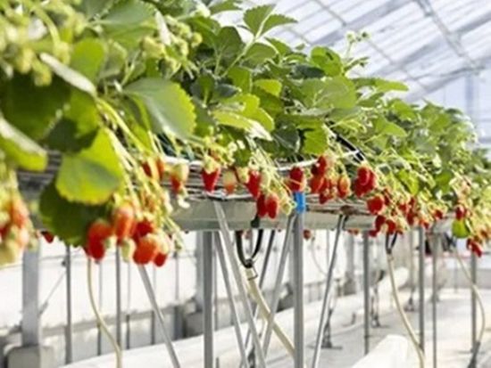 メルキュール京都宮津リゾート＆スパ いちご狩り45分食べ放題プラン＜完全予約制＞