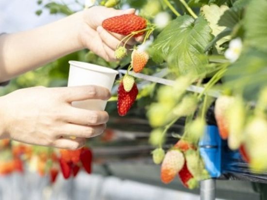 メルキュール京都宮津リゾート＆スパ いちご狩り45分食べ放題プラン＜完全予約制＞