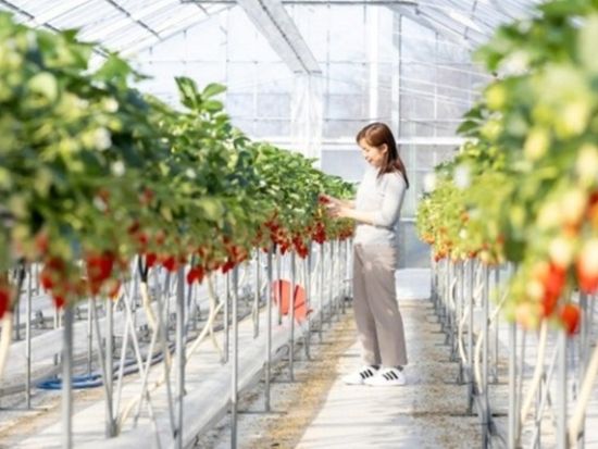 メルキュール京都宮津リゾート＆スパ いちご狩り45分食べ放題プラン＜完全予約制＞