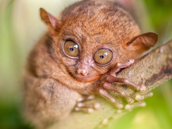 Bohol Island_Tarsier_shutterstock_580426972