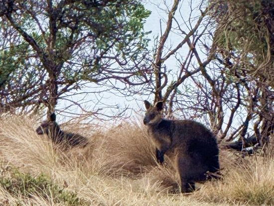 PhilipIsland Wallaby