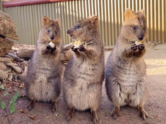 Quokkas