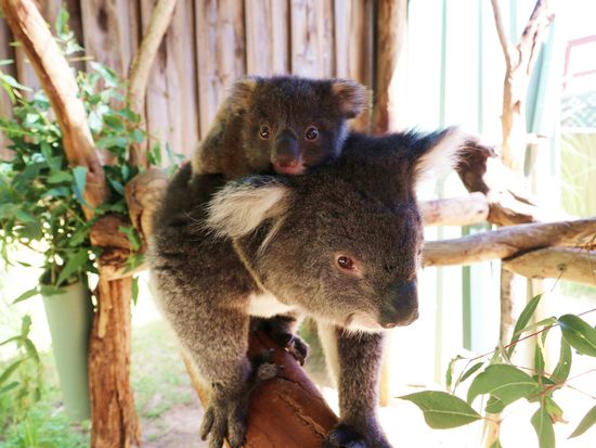 Koala with joey