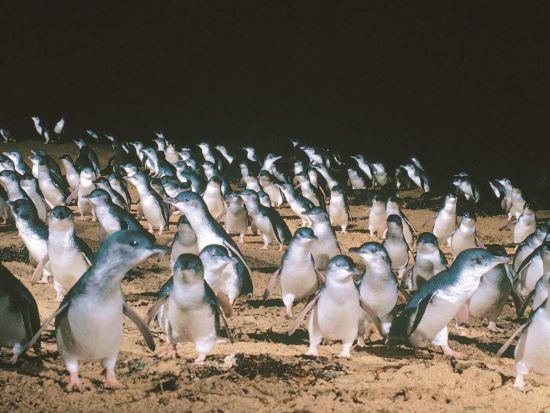 フィリップ島ペンギンパレード1日ツアー　農場や動物園でコアラやカンガルーたちとのふれあいも満喫！＜午後／日本語ガイド／英語・韓国語ガイド＞