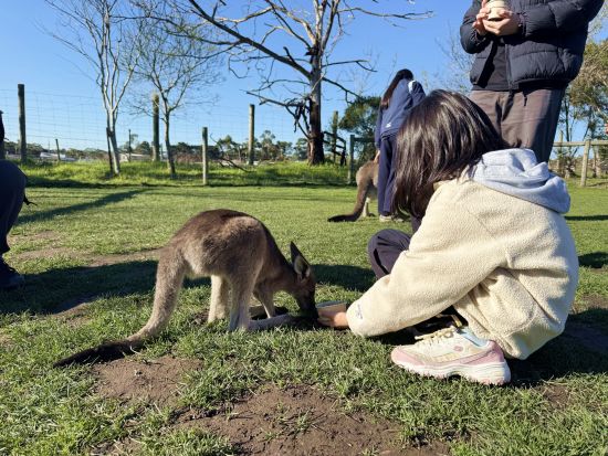 フィリップ島ペンギンパレード1日ツアー　農場や動物園でコアラやカンガルーたちとのふれあいも満喫！＜午後／日本語ガイド／英語・韓国語ガイド＞