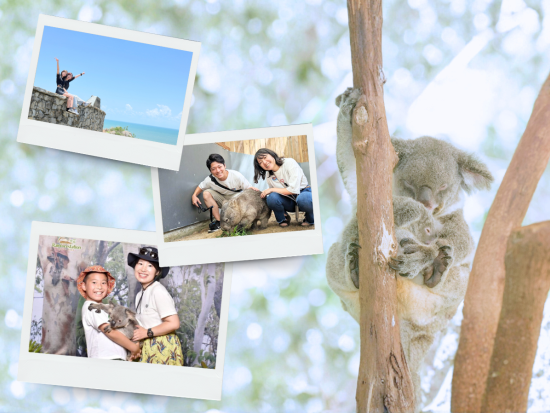 【日本人ガイド確約】ハートリーズ動物園 & 海の見える絶景スポットで写真付き！コアラと朝食付きなど選べるプラン♪＜日本語／ケアンズ発＞