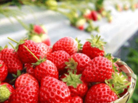 路線バスで行く！いちご狩り＆食べ放題ツアー　ビュッフェ昼食＆生いちごソフト付き ＜1～3月／熊本桜町バスターミナル発＞