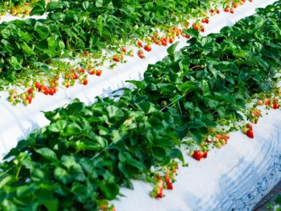 路線バスで行く！いちご狩り＆食べ放題ツアー　ビュッフェ昼食＆生いちごソフト付き ＜1～3月／熊本桜町バスターミナル発＞