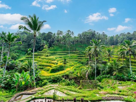 【バロンダンス + ティルタウンプル+テガラランライステラス】善悪が織りなす終わりなき物語、聖水の寺院、美しき棚田«貸切/日本語ガイド/ホテル送迎/アレンジ自由