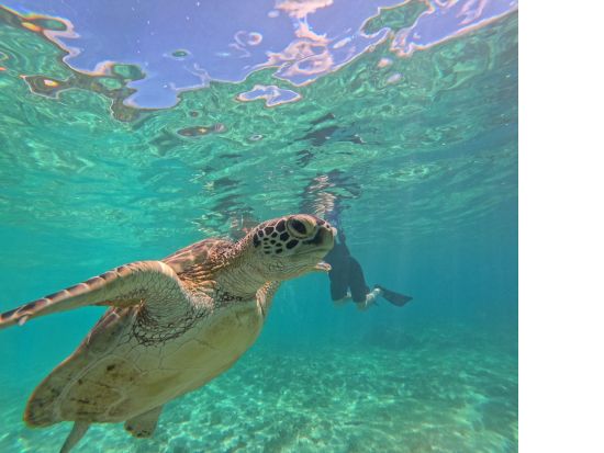 奄美大島〈お得なセットプラン〉【SUP+シュノーケル+ナイトツアー】美しい白浜が広がる奄美大島！お一人様も可能ｂｙ奄美シーランド