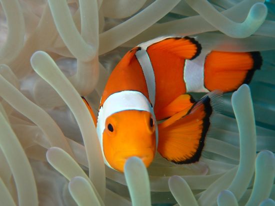 慶良間半日チービシボート体験ダイビング カラフルな世界を海中散歩！午前・午後出発から選べる充実プラン＜4時間／本島中部 北谷町＞