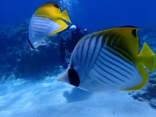 慶良間チービシボートシュノーケリング 色とりどりの熱帯魚たちと一緒に泳ごう！半日プランで気軽に参加OK♪＜4時間／本島中部 北谷町＞