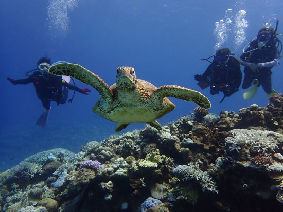 慶良間1日ボート体験ダイビング＆シュノーケリング 世界が恋する透明な海へLet’sGo！初心者大歓迎◎＜1日／船内シャワーあり／本島中部 北谷町＞